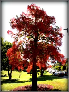 flame tree_18