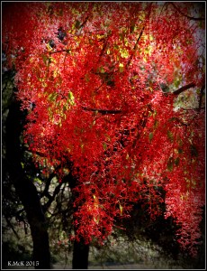 flame tree_19