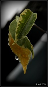 drops_14