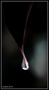 drops_4