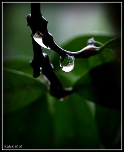 drops_8