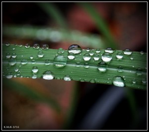 garden_1