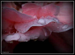 garden_10