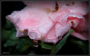 garden_14
