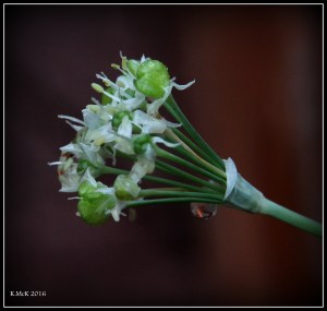 garden_3