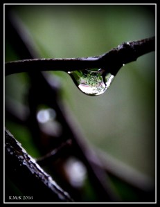 garden_3