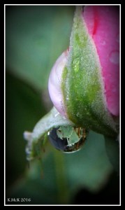 garden_8