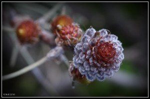 flower_15