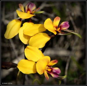 flower_19
