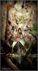 flower_2