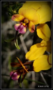 flower_20