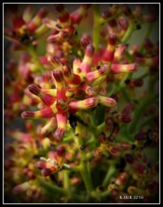 flower_23