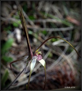 flower_4