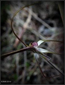 flower_6