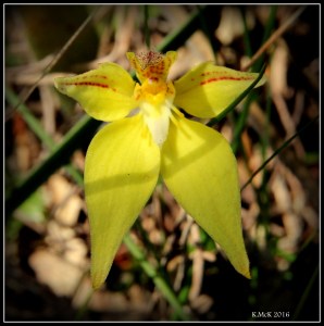 flower_7