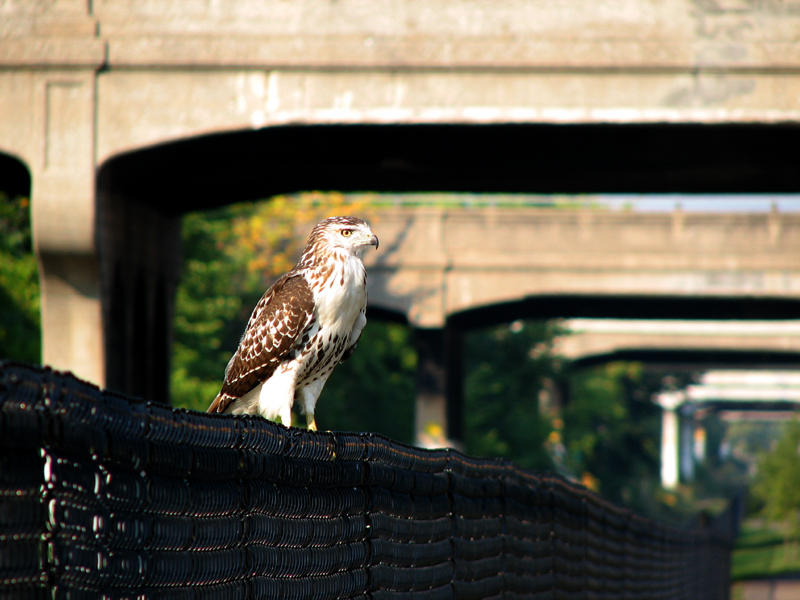hawk-on-the-greenway-5-sm