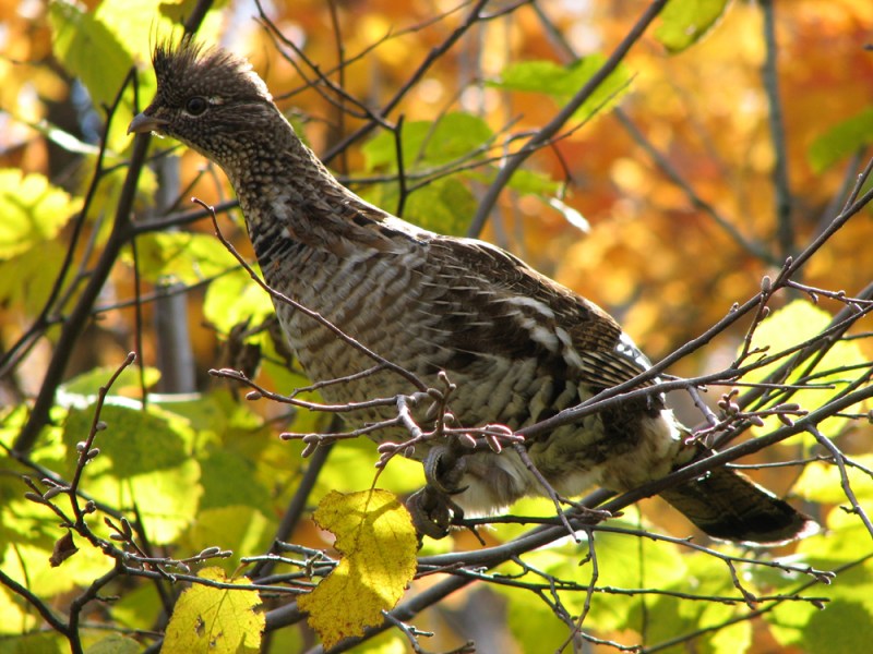 ruffed-grouse-sm