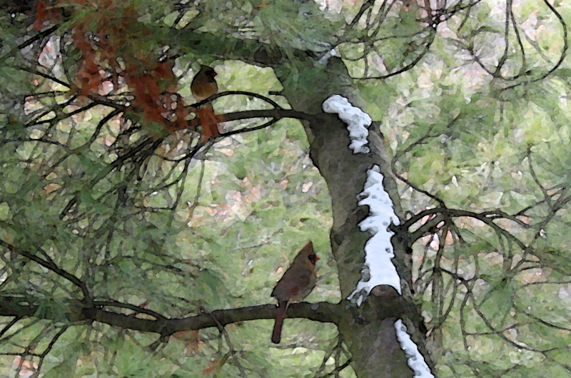 cardinal-wc-14-0-2-b-cropped-sm cardinal-wc-14-0-2-b-cropped-sm