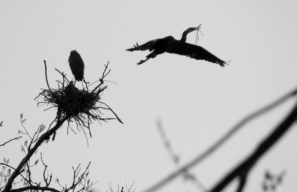 nesting and the nest b sm - 2181