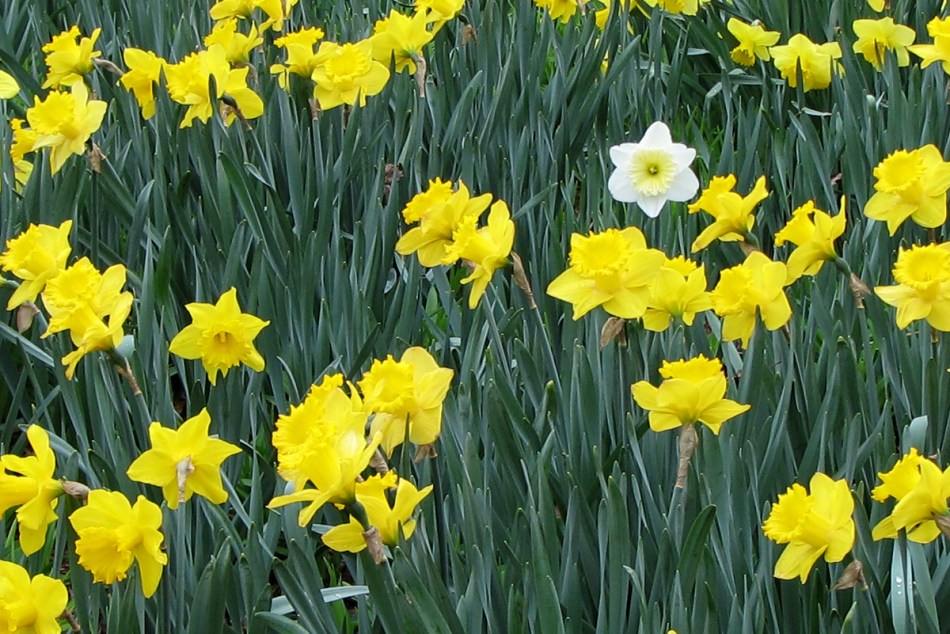white daffodil b sm - 2222