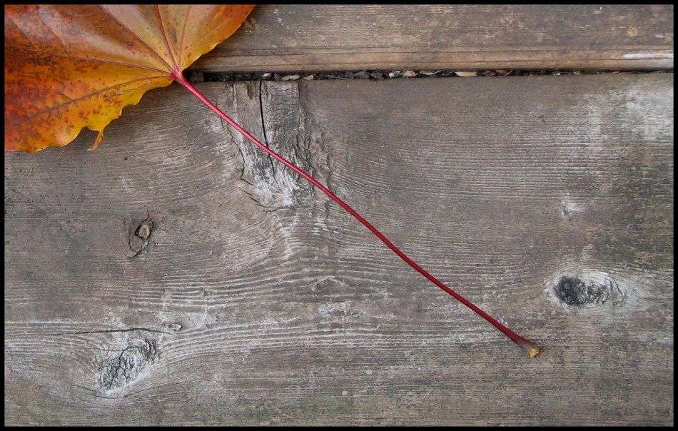 leaf c2 fr - mtpmcg1111 sm - 2824