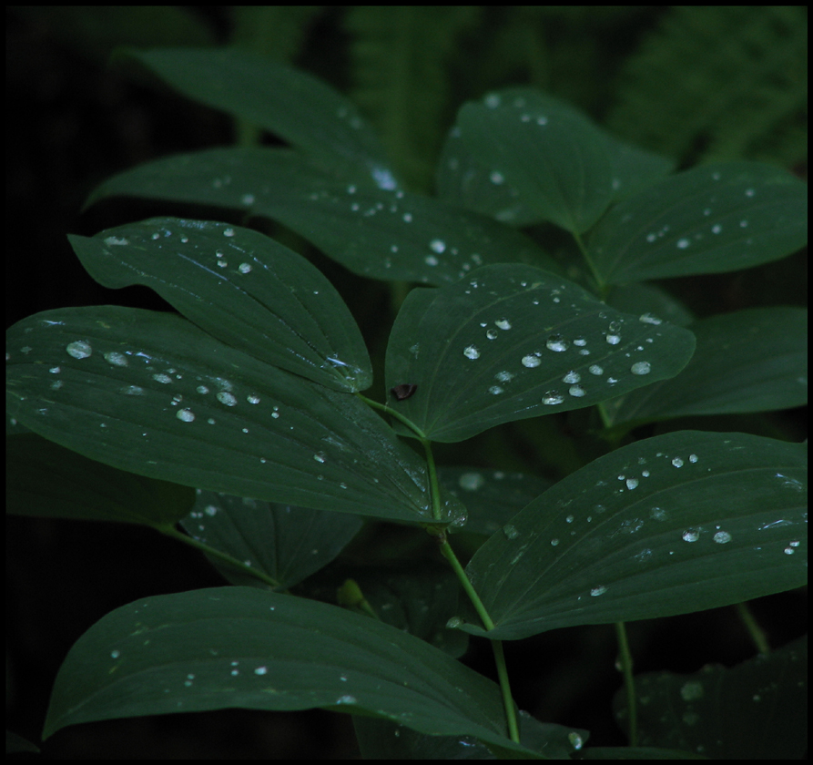 green dew a fr - mtpmcg512 sm - 7574