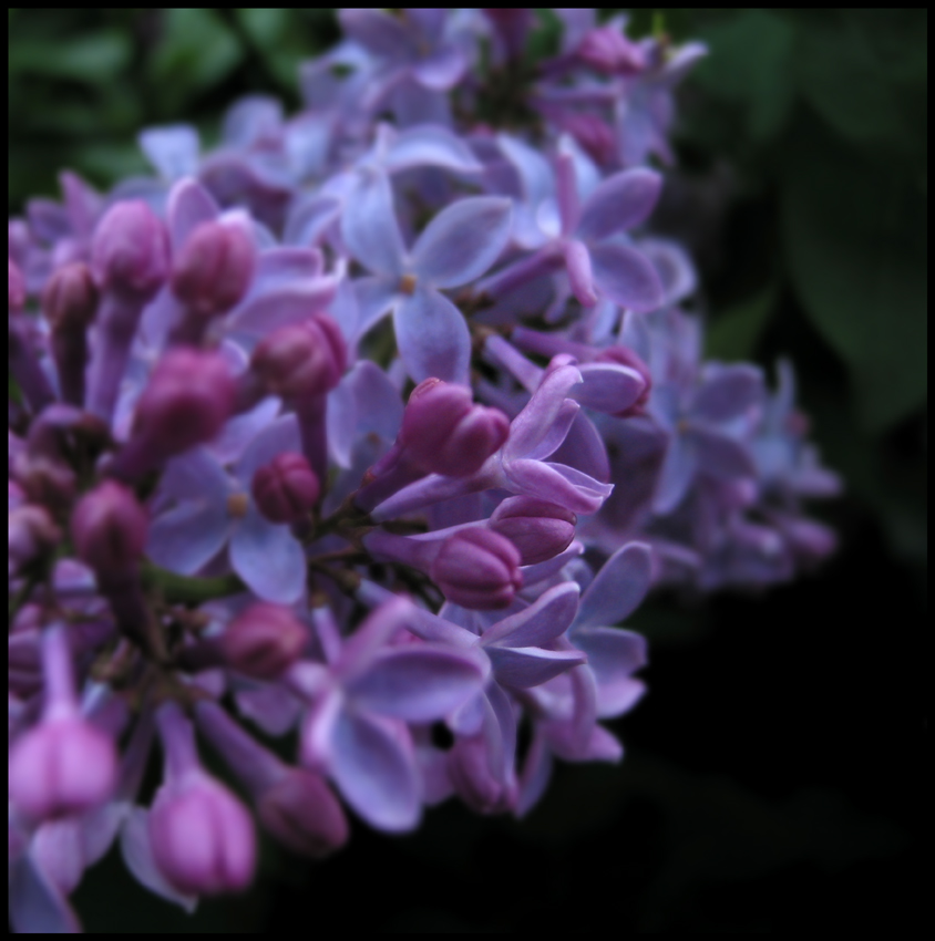 lilacs c fr - mtpmcg513 sm - 086