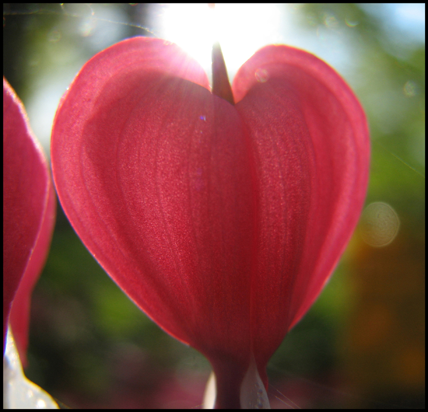 bleeding hearts b fr - mtpmcg512 sm - 6198