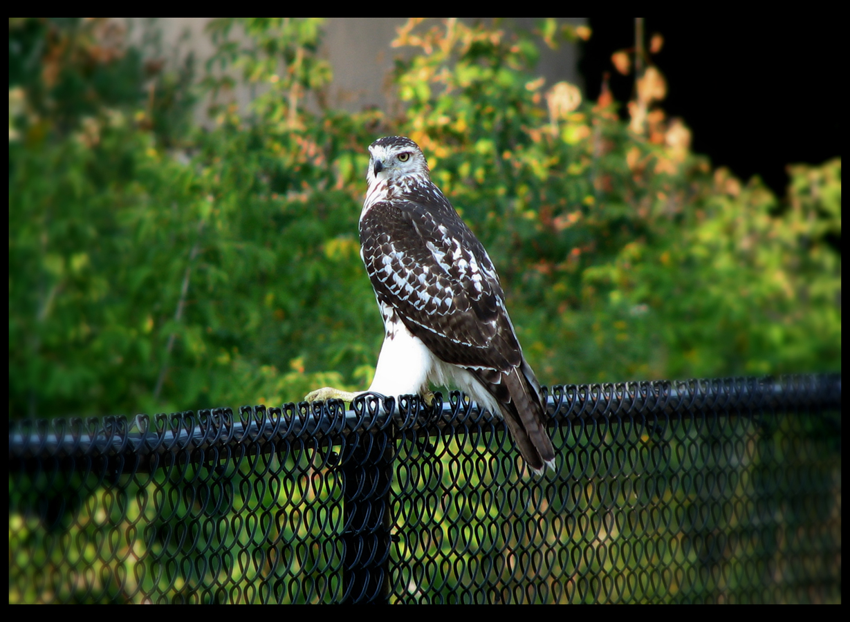 hawk-on-the-greenway-1-d-fr-mtpmcg092108-sm