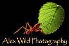 www.alexanderwild.com alexanderwild.com