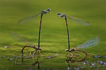 Together, by Jan Zajc