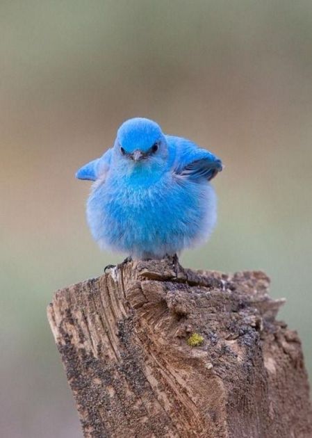 bluebird