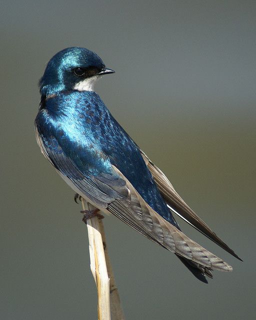 Tree Swallow Flickr Gregs always catching up