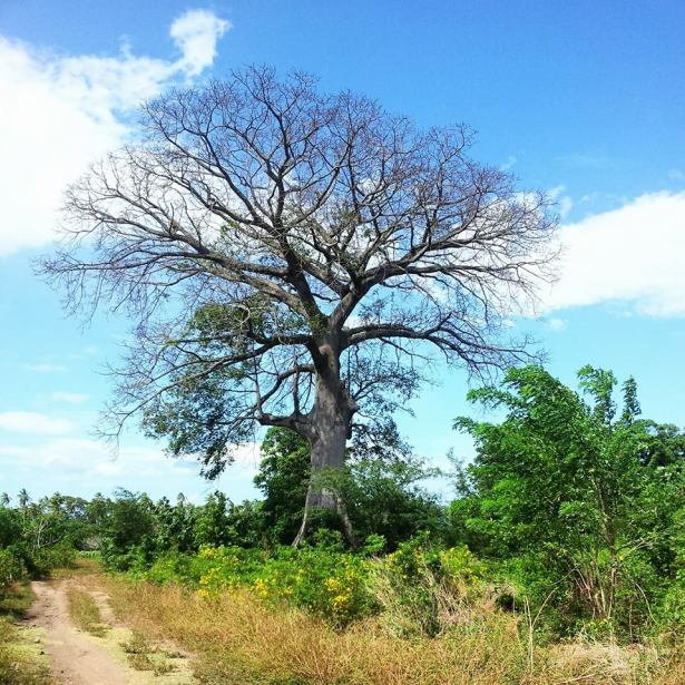 the tree amitaiasif