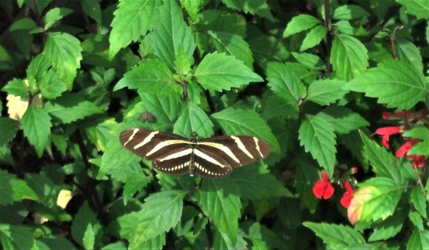 ButterflyRest R.RZ