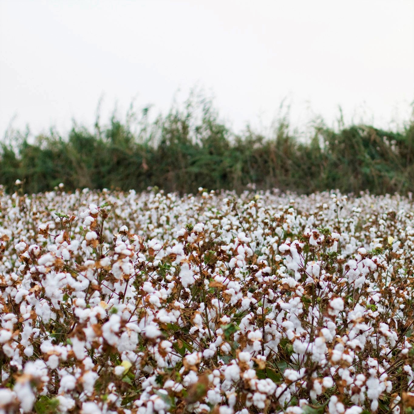 Cotton E.K.