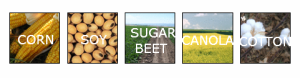 GMO Crops