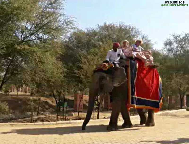 chanda-carrying-tourists_01