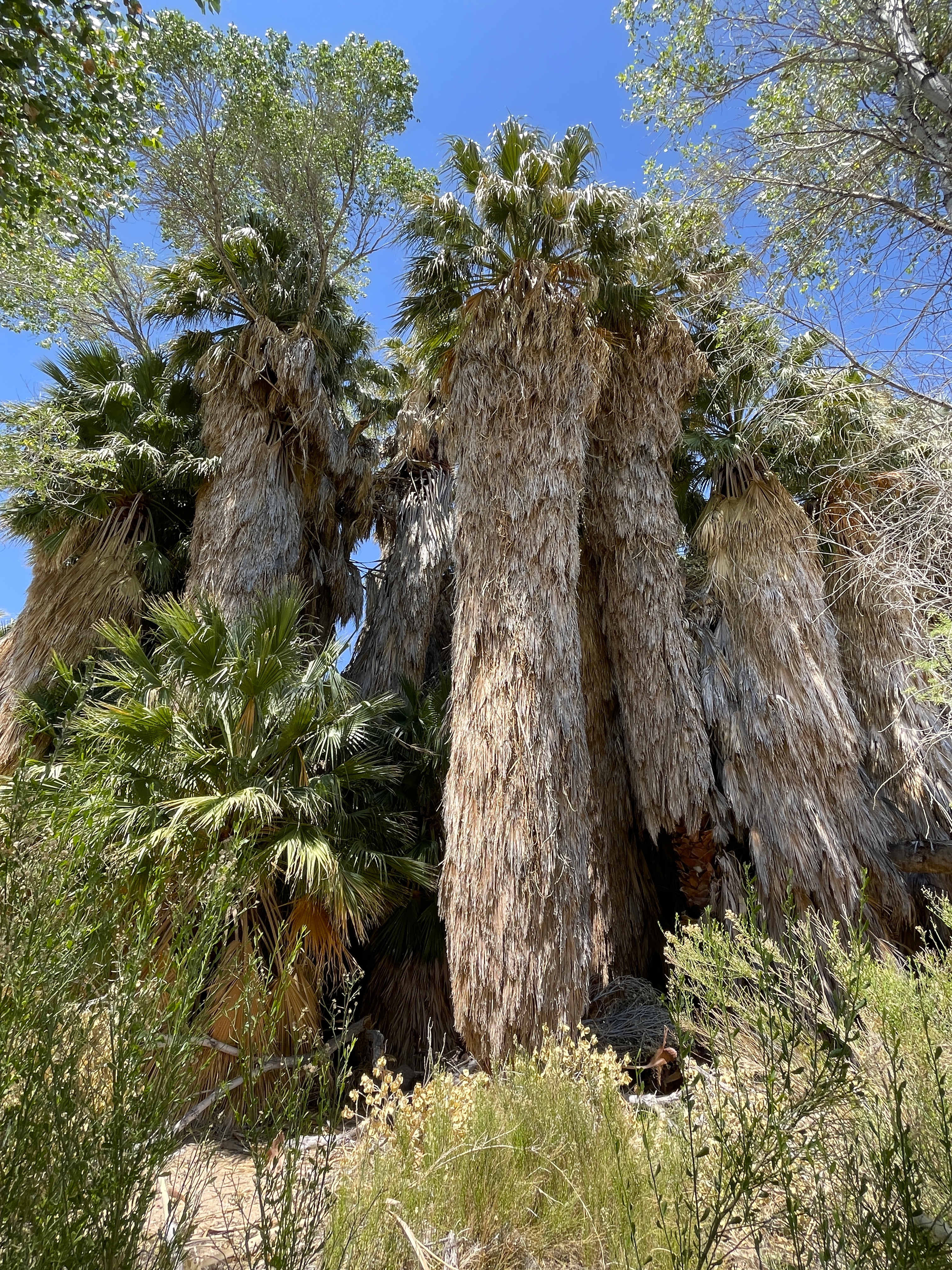 Cottonwood Springs Fan Palm Oasis