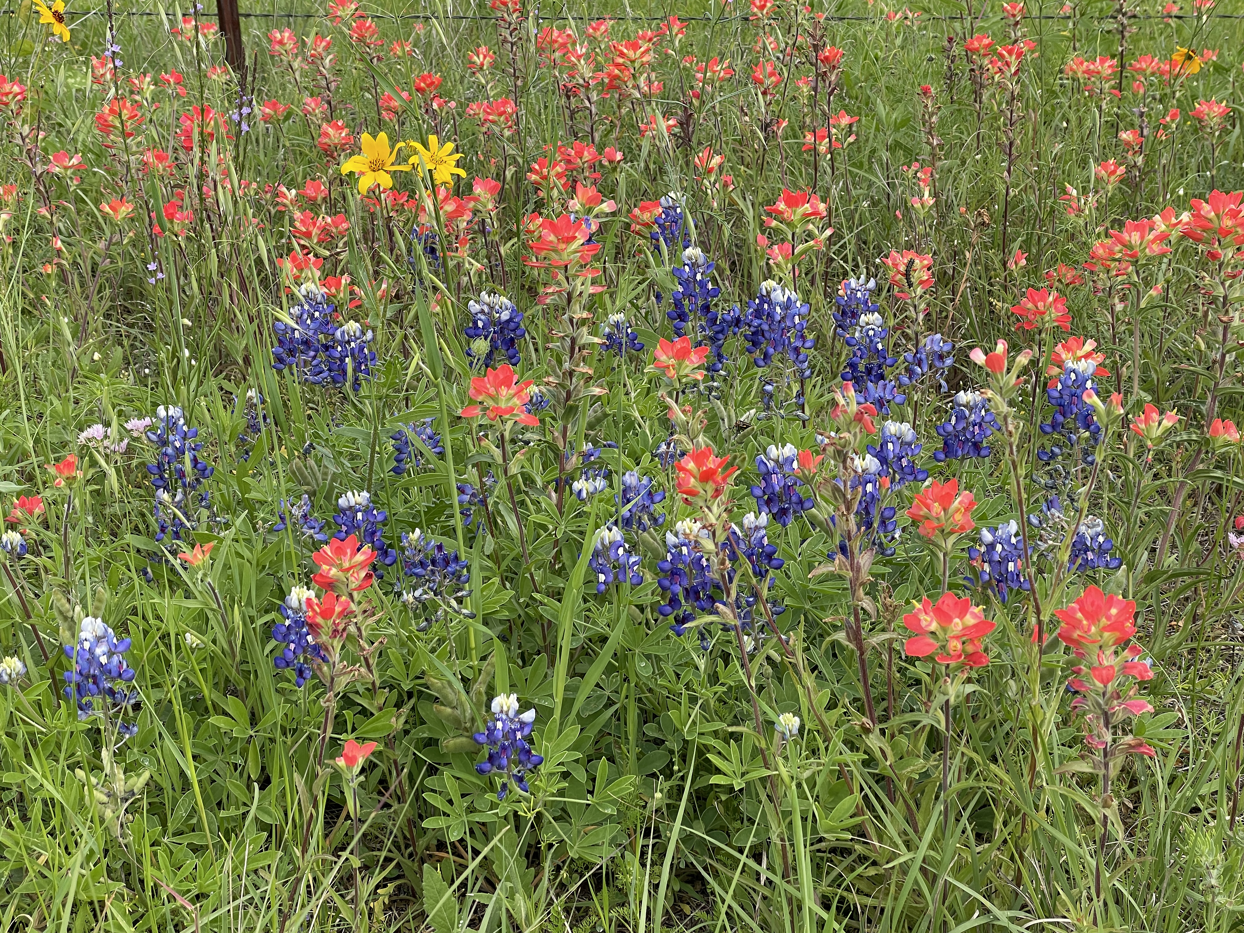 Colorful Field of Wildflowers