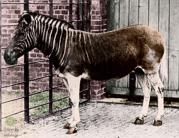 Quagga_photo