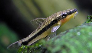 otocinclus-affinis-otto