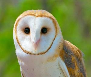 owl audubondotorg
