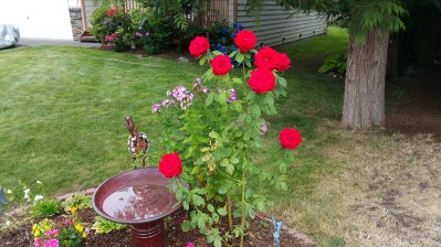 20160731_102654.jpg