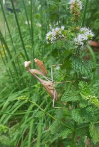 20160820_135746.jpg