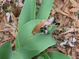 ImpatientTulip Tulip leaf with several dead leaves from last fall impaled on it