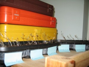 NewTomatoSeedlings Heirloom tomato seedlings just after sprouting