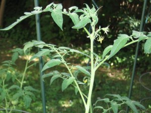 TomatoFlowers