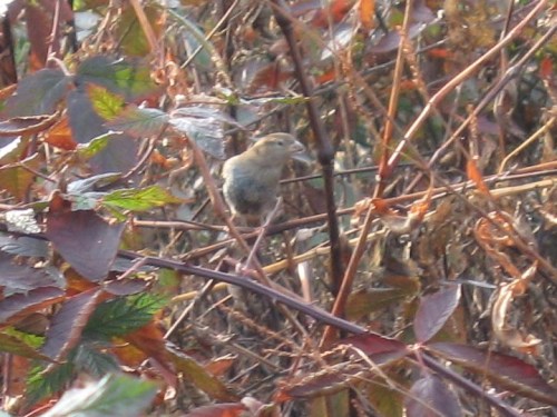 100DecemberBirdInBush