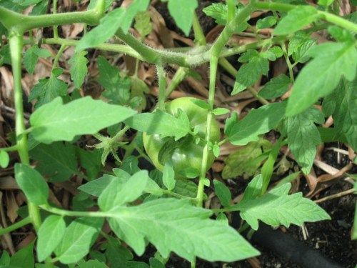 GreenTomato20130612